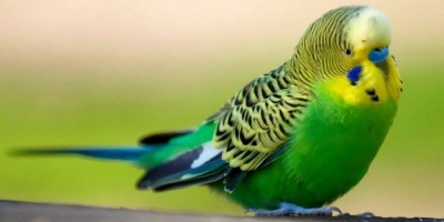 Хвилястий папуга - опис, види, фото, утримання, догляд
